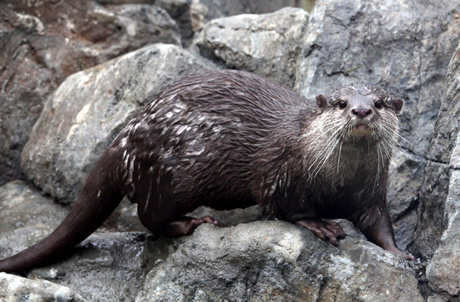 Asian Small-clawed Otter